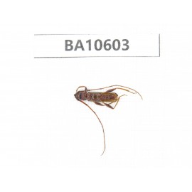 Cerambycidae sp. China,  Yunnan, Dehong, Longchuan county. 1Pcs. BA10603.