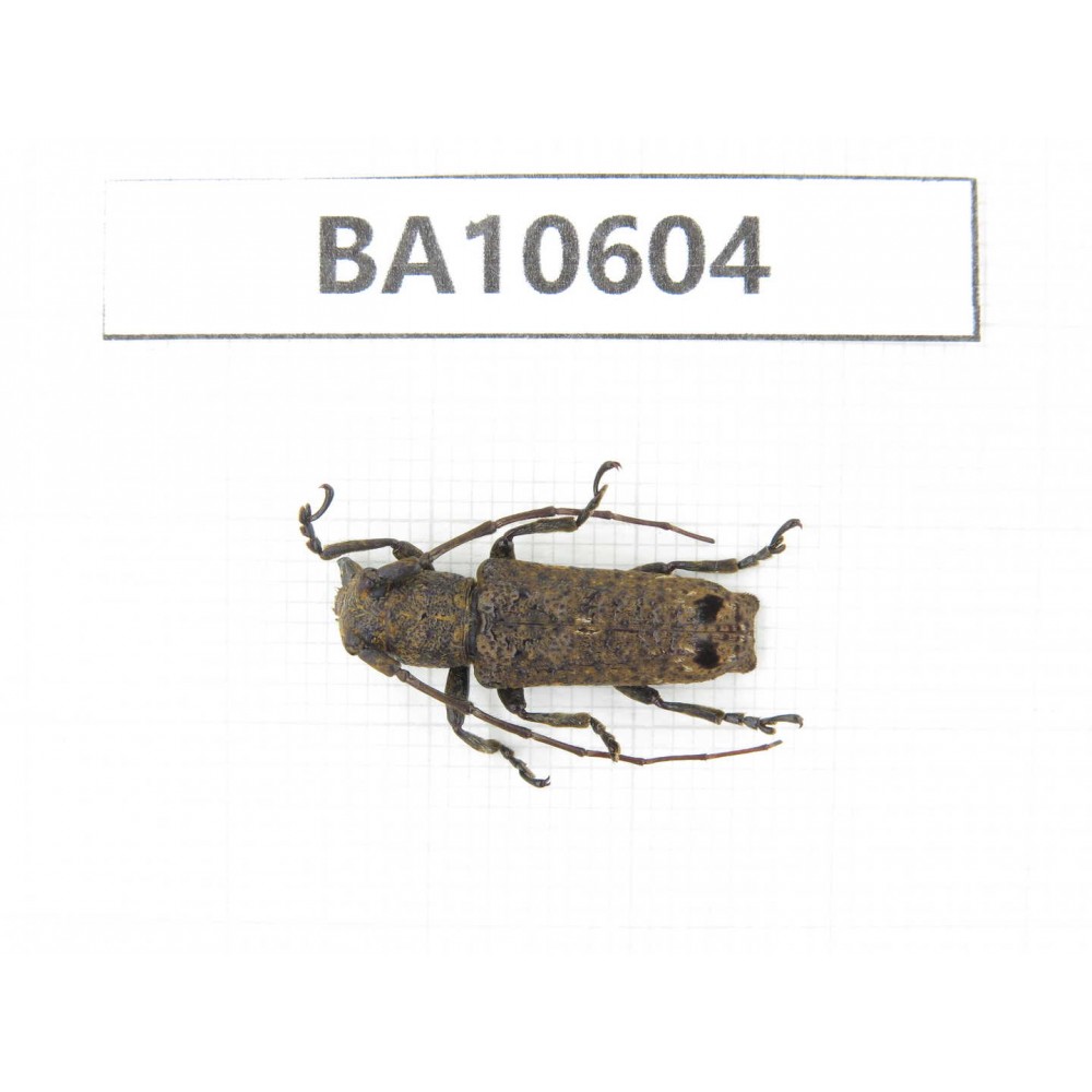 Cerambycidae sp. China,  Yunnan, Dehong, Longchuan county. 1Pcs. BA10604.