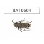 Cerambycidae sp. China,  Yunnan, Dehong, Longchuan county. 1Pcs. BA10604.