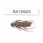 Cerambycidae sp. China,  Yunnan, Dehong, Longchuan county. 1Pcs. BA10605.