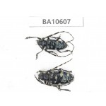 Cerambycidae sp. China,  Yunnan, Dehong, Longchuan county. 2Pcs. BA10607.