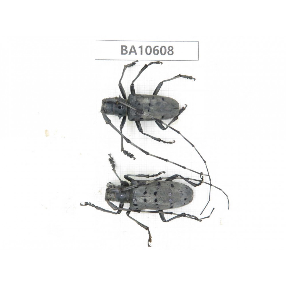 Cerambycidae sp. China,  Yunnan, Dehong, Longchuan county. 2Pcs. BA10608.