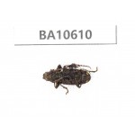 Cerambycidae sp. China,  Yunnan, Dehong, Longchuan county. 1Pcs. BA10610.