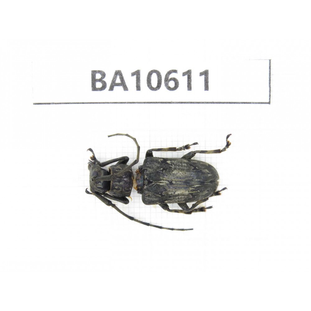 Cerambycidae sp. China,  Yunnan, Dehong, Longchuan county. 1Pcs. BA10611.