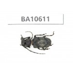 Cerambycidae sp. China,  Yunnan, Dehong, Longchuan county. 1Pcs. BA10611.