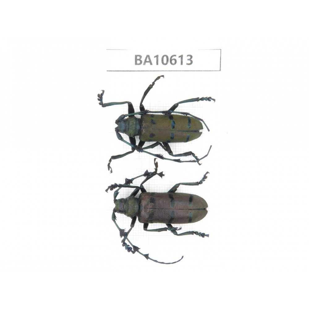 Cerambycidae sp. China,  Yunnan, Dehong, Longchuan county. 2Pcs. BA10613.