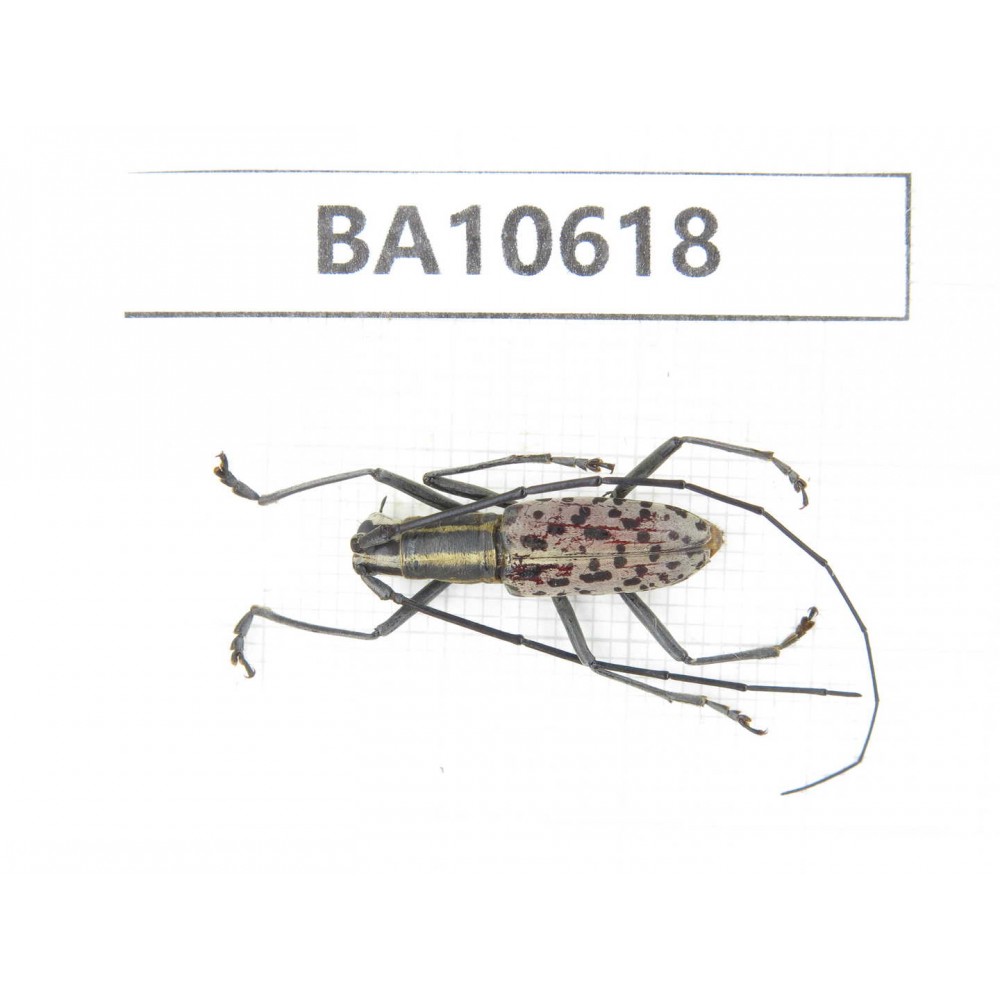 Cerambycidae sp. China,  Yunnan, Dehong, Longchuan county. 1Pcs. BA10618.