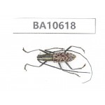 Cerambycidae sp. China,  Yunnan, Dehong, Longchuan county. 1Pcs. BA10618.