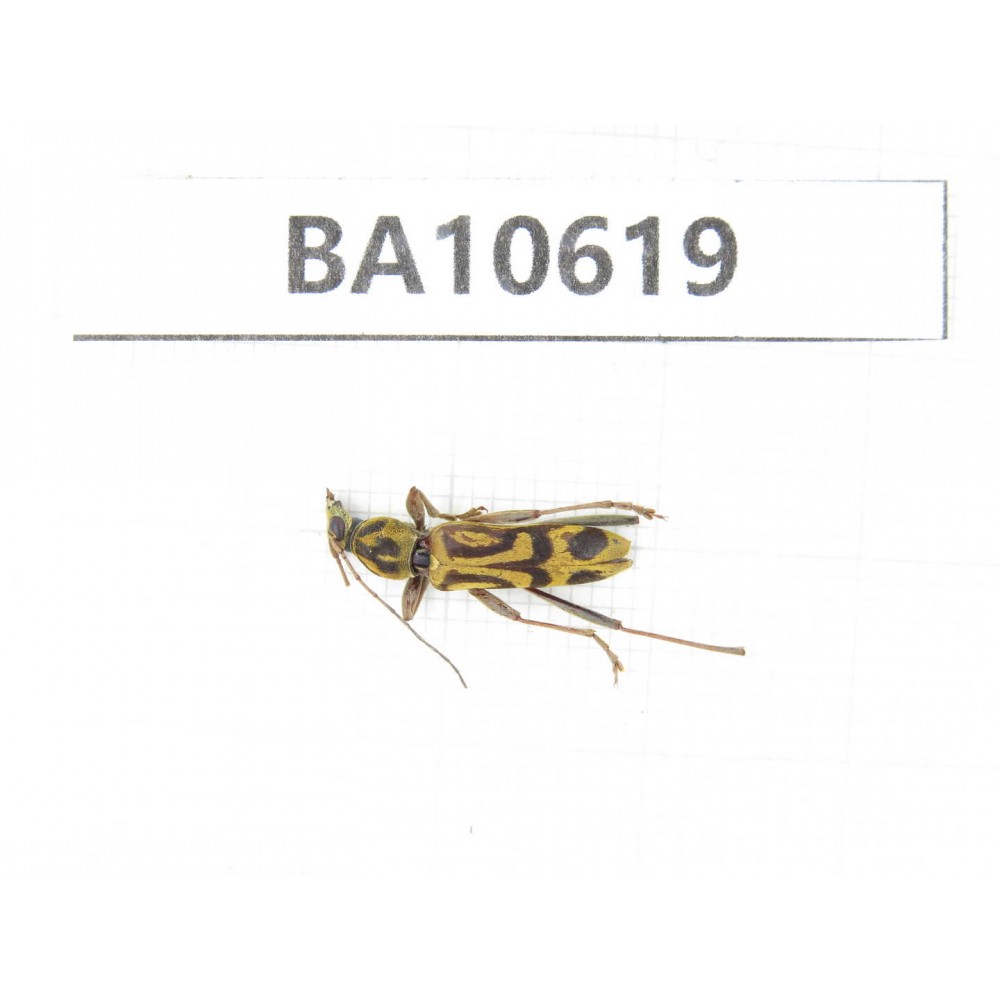 Cerambycidae sp. China,  Yunnan, Dehong, Longchuan county. 1Pcs. BA10619.