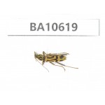 Cerambycidae sp. China,  Yunnan, Dehong, Longchuan county. 1Pcs. BA10619.