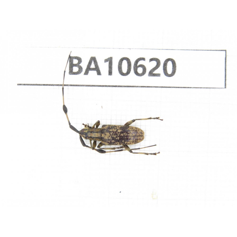 Cerambycidae sp. China,  Yunnan, Dehong, Longchuan county. 1Pcs. BA10620.
