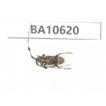 Cerambycidae sp. China,  Yunnan, Dehong, Longchuan county. 1Pcs. BA10620.
