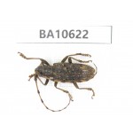 Cerambycidae sp. China,  Yunnan, Dehong, Longchuan county. 1Pcs. BA10622.