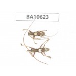 Cerambycidae sp. China,  Yunnan, Dehong, Longchuan county. 2Pcs. BA10623.