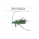 Cerambycidae sp. China,  Yunnan, Dehong, Longchuan county. 1Pcs. BA10624.