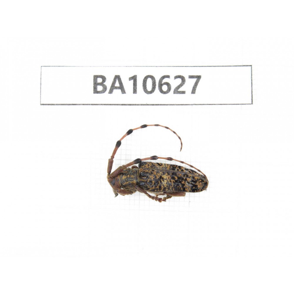 Cerambycidae sp. China,  Yunnan, Dehong, Longchuan county. 1Pcs. BA10627.