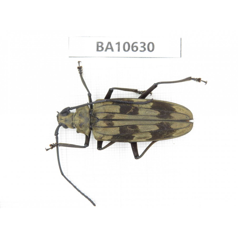 Cerambycidae sp. China,  Yunnan, Dehong, Longchuan county. 1Pcs. BA10630.
