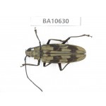 Cerambycidae sp. China,  Yunnan, Dehong, Longchuan county. 1Pcs. BA10630.