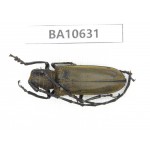 Cerambycidae sp. China,  Yunnan, Dehong, Longchuan county. 1Pcs. BA10631.