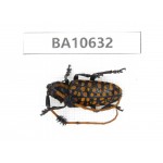 Cerambycidae sp. China,  Yunnan, Dehong, Longchuan county. 1Pcs. BA10632.