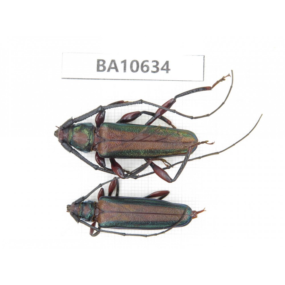 Cerambycidae sp. China,  Yunnan, Dehong, Longchuan county. 2Pcs. BA10634.