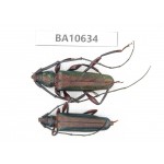 Cerambycidae sp. China,  Yunnan, Dehong, Longchuan county. 2Pcs. BA10634.
