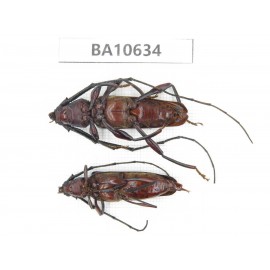 Cerambycidae sp. China,  Yunnan, Dehong, Longchuan county. 2Pcs. BA10634.