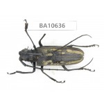 Cerambycidae sp. China,  Yunnan, Dehong, Longchuan county. 1Pcs. BA10636.
