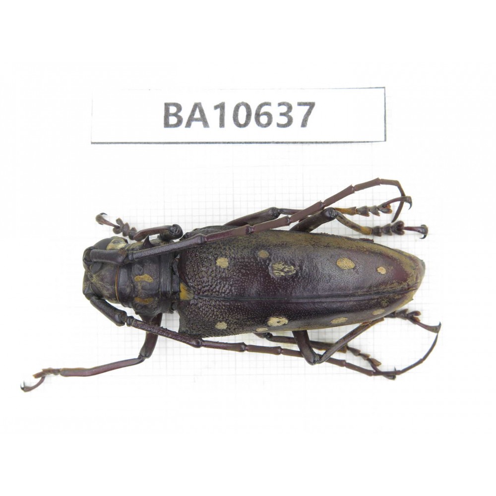 Cerambycidae sp. China,  Yunnan, Dehong, Longchuan county. 1Pcs. BA10637.
