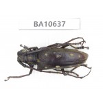 Cerambycidae sp. China,  Yunnan, Dehong, Longchuan county. 1Pcs. BA10637.