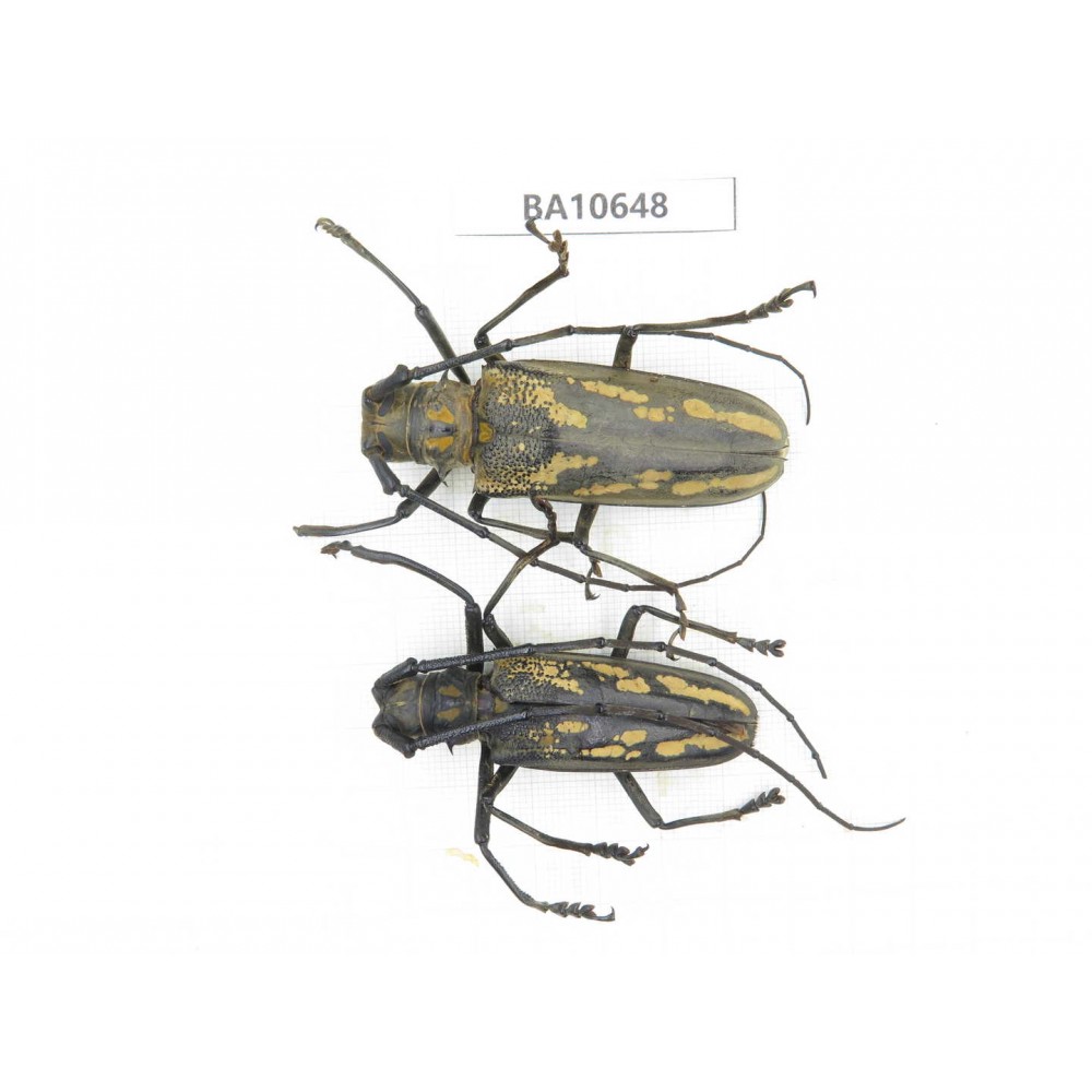 Cerambycidae sp. China,  Yunnan, Dehong, Longchuan county. 1P. BA10648.