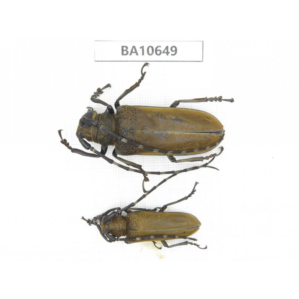 Cerambycidae sp. China,  Yunnan, Dehong, Longchuan county. 1P. BA10649.