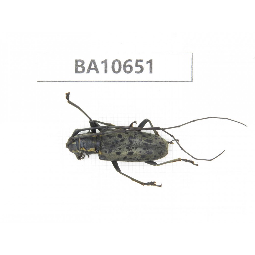 Cerambycidae sp. China,  Yunnan, Dehong, Longchuan county. 1Pcs. BA10651.
