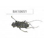 Cerambycidae sp. China,  Yunnan, Dehong, Longchuan county. 1Pcs. BA10651.
