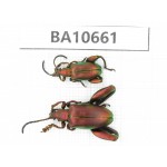 Chrysomelidae sp. China,  Yunnan, Dehong, Longchuan county.2Pcs. BA10661.