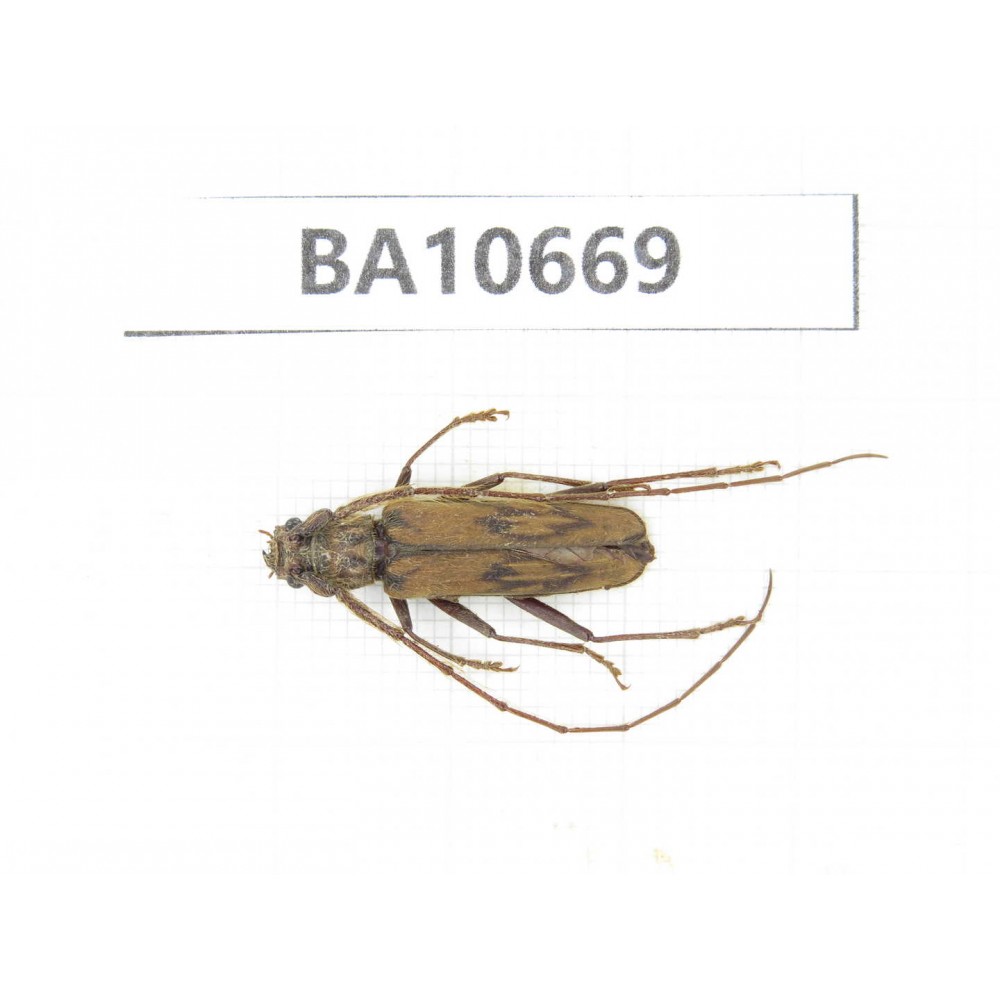 Cerambycidae sp. China,  Yunnan, Dehong,Yingjiang county. 1Pcs. BA10669.
