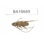 Cerambycidae sp. China,  Yunnan, Dehong,Yingjiang county. 1Pcs. BA10669.