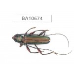 Cerambycidae sp. China,  Yunnan, Dehong,Yingjiang county. 1Pcs. BA10674.
