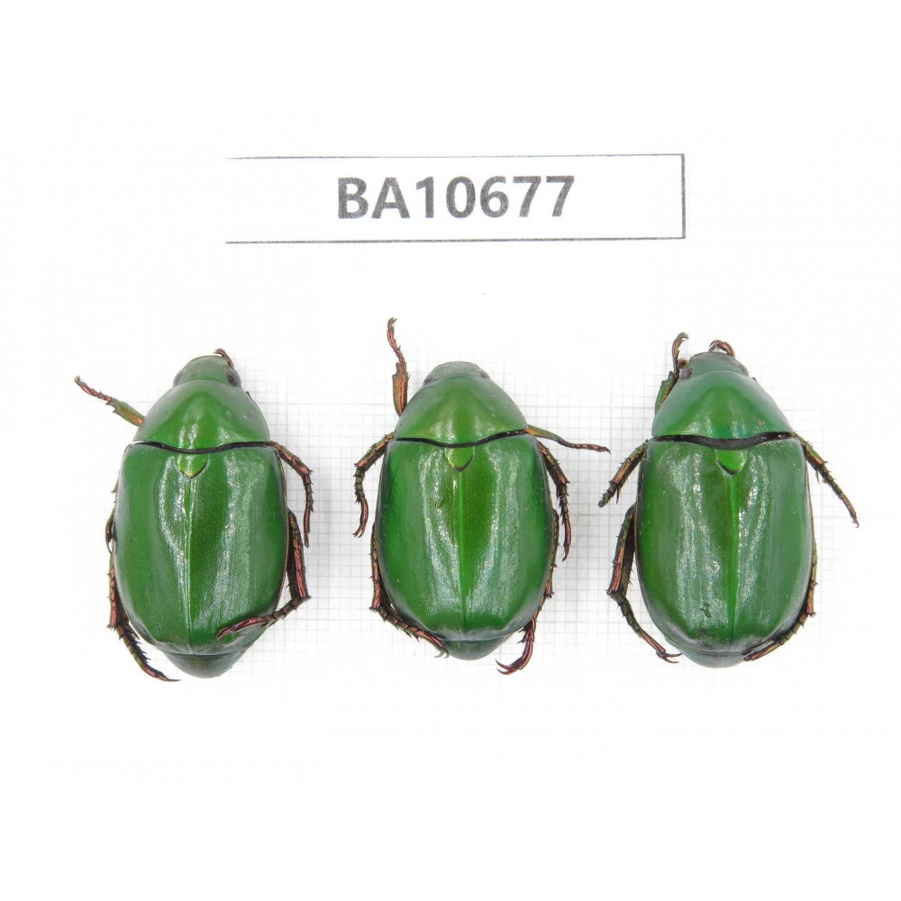Rutelidae sp. China, Yunnan, Dehong,Yingjiang county. 3Pcs. BA10677.