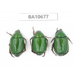 Rutelidae sp. China, Yunnan, Dehong,Yingjiang county. 3Pcs. BA10677.