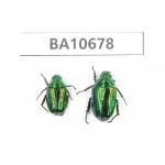 Rutelidae sp. China, Yunnan, Dehong,Yingjiang county. 2Pcs. BA10678.