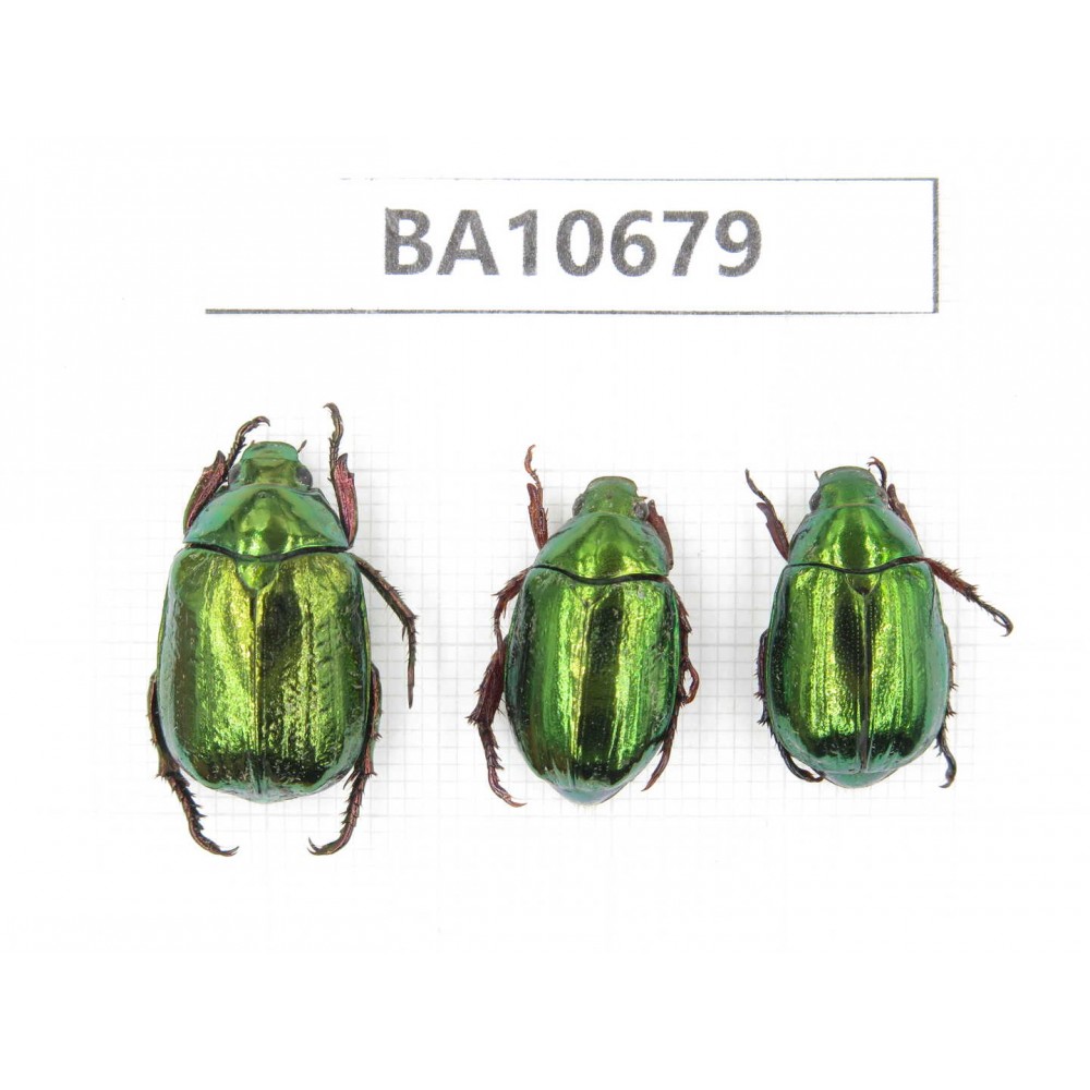 Rutelidae sp. China, Yunnan, Dehong, Yingjiang county. 3Pcs. BA10679.