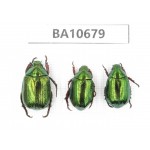 Rutelidae sp. China, Yunnan, Dehong, Yingjiang county. 3Pcs. BA10679.