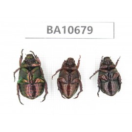 Rutelidae sp. China, Yunnan, Dehong, Yingjiang county. 3Pcs. BA10679.