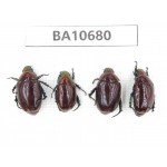 Rutelidae sp. China, Yunnan, Dehong, Yingjiang county. 4Pcs. BA10680.