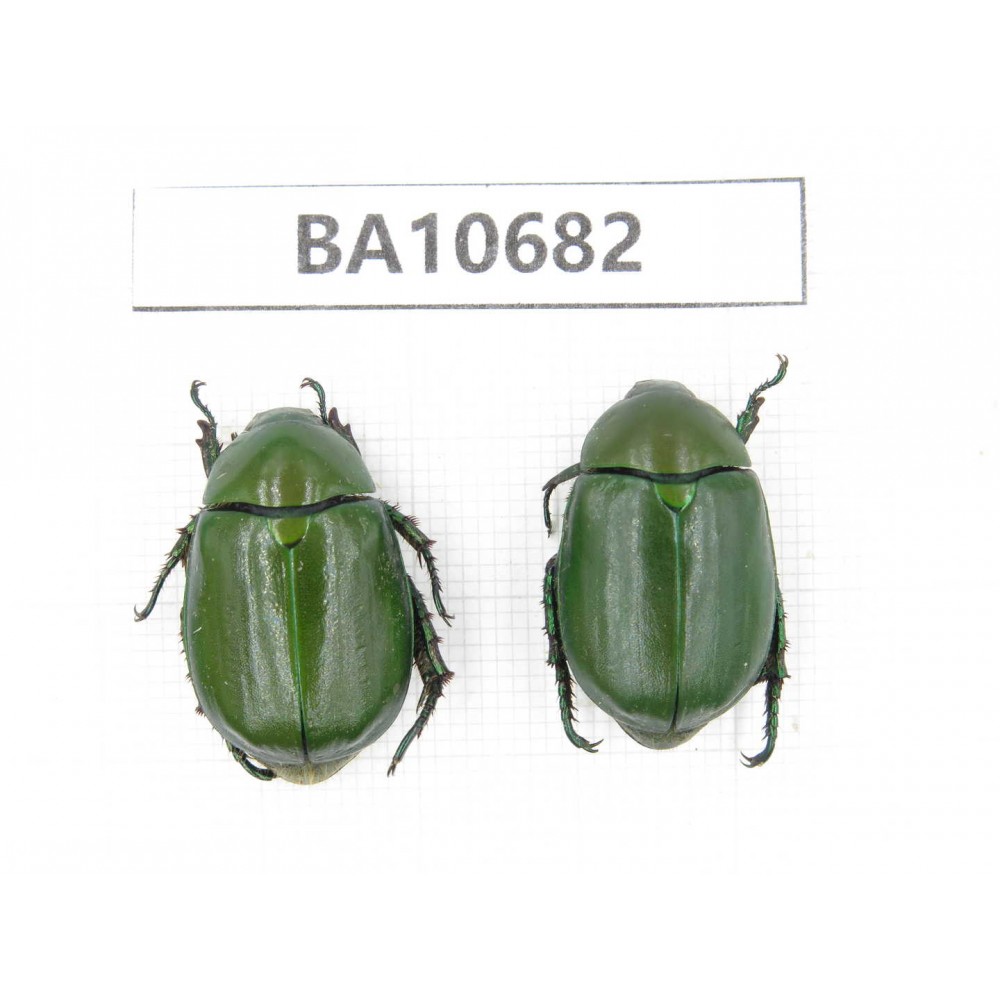 Rutelidae sp. China, Yunnan, Dehong, Yingjiang county. 2Pcs. BA10682.