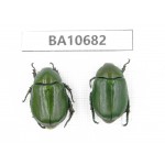 Rutelidae sp. China, Yunnan, Dehong, Yingjiang county. 2Pcs. BA10682.