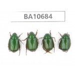 Rutelidae sp. China, Yunnan, Dehong, Yingjiang county. 4Pcs. BA10684.
