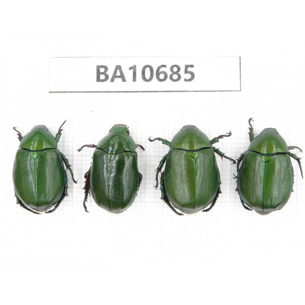 Rutelidae sp. China, Yunnan, Dehong, Yingjiang county. 4Pcs. BA10685.