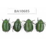 Rutelidae sp. China, Yunnan, Dehong, Yingjiang county. 4Pcs. BA10685.